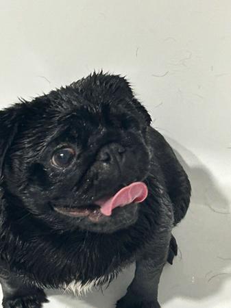 Pug for sale by TOORORK