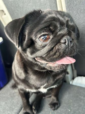 Pug for sale by TOORORK
