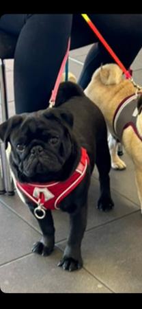 Pug for sale by TOORORK