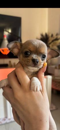 Chihuahua (Smooth Coat) puppy for sale by CHELZCHUGELZ