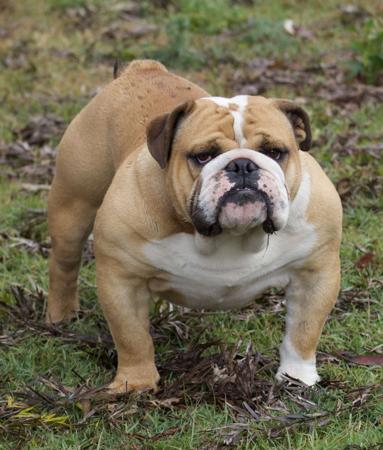 British Bulldog puppy for sale by DEPENDABULL