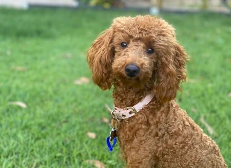 Poodle (Miniature) for sale by JOYSTAR