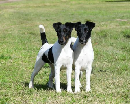 Smooth Fox Wire Fox Terrier Cost Smooth Coat Smooth Fox Terrier