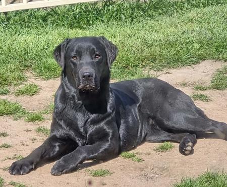 Labrador Retriever for sale by LEMICLABS