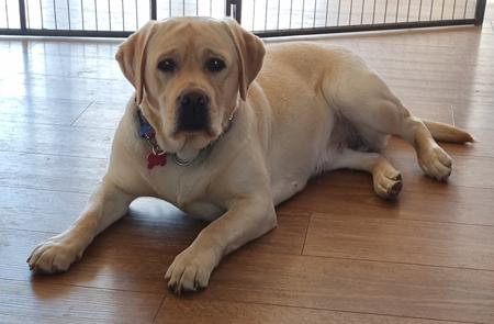 Labrador Retriever for sale by LEMICLABS