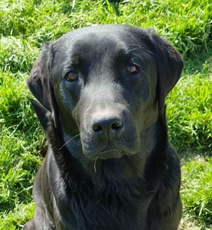 Labrador Retriever for sale by LEMICLABS