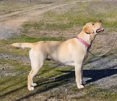 Labrador Retriever for sale by LEMICLABS