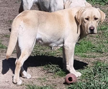 Labrador Retriever for sale by LEMICLABS