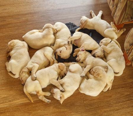 Labrador Retriever for sale by LEMICLABS