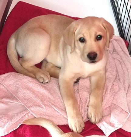 Labrador Retriever for sale by LEMICLABS