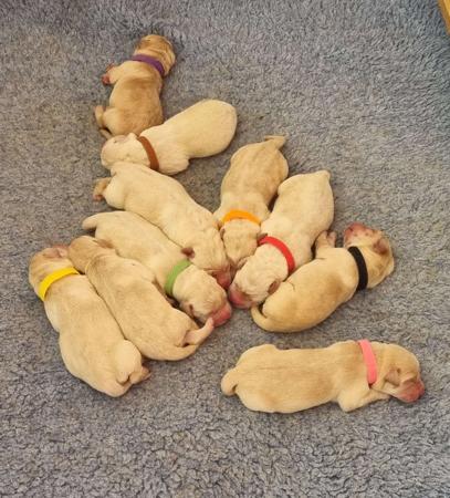 Labrador Retriever for sale by LEMICLABS