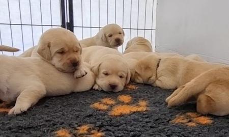 Labrador Retriever for sale by LEMICLABS
