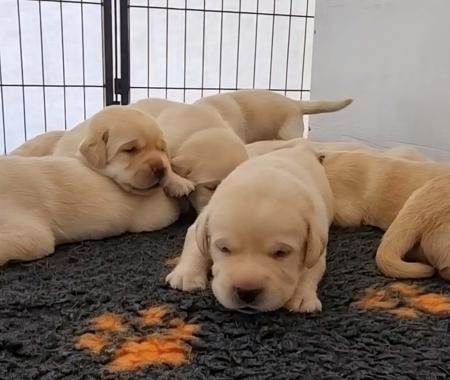 Labrador Retriever for sale by LEMICLABS