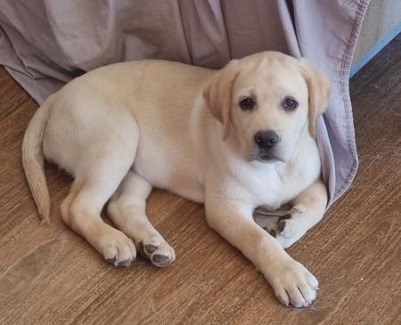 Labrador Retriever for sale by LEMICLABS
