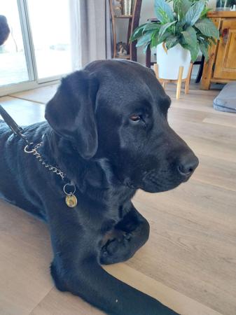 Labrador Retriever for sale by JUNO