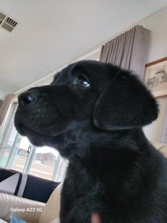 Labrador Retriever for sale by JUNO