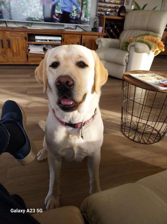 Labrador Retriever for sale by JUNO