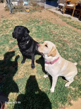 Labrador Retriever for sale by JUNO
