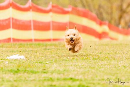 Norwich Terrier for sale by DUNCAIRN
