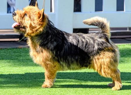 Norwich Terrier for sale by DUNCAIRN