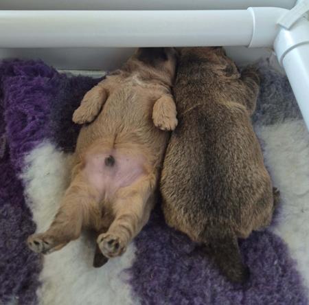 Norwich Terrier for sale by DUNCAIRN