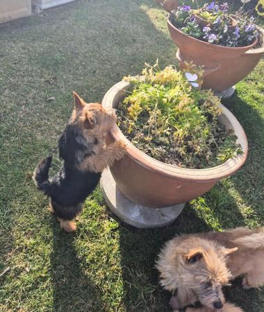 Norwich Terrier for sale by DUNCAIRN