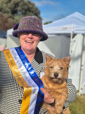 Norwich Terrier for sale by DUNCAIRN