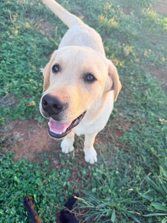 Labrador Retriever puppy for sale by HALEANALABRADORS