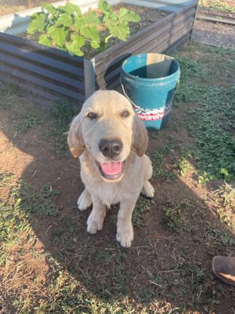Golden Retriever puppy for sale by HALEANALABRADORS
