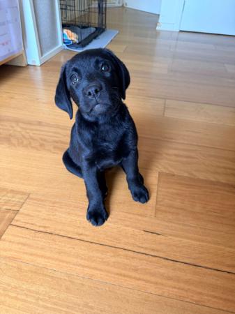 Labrador Retriever puppy for sale by HALEANALABRADORS