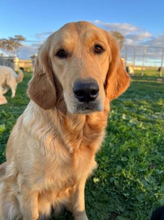 Golden Retriever puppy for sale by HALEANALABRADORS