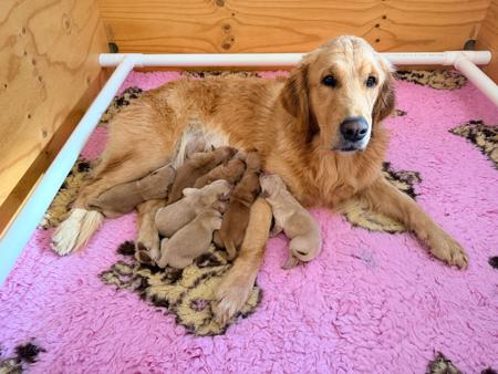 Golden Retriever puppy for sale by HALEANALABRADORS