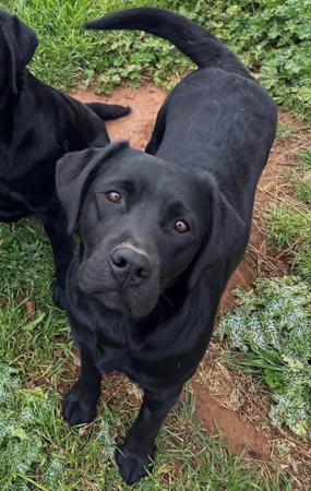 Labrador Retriever puppy for sale by HALEANALABRADORS
