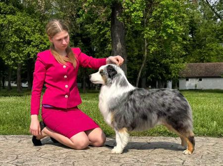 Miniature American Shepherd for sale by OSPREY