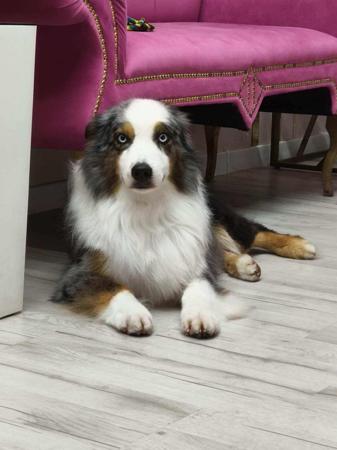 Miniature American Shepherd for sale by WINDYBRAE