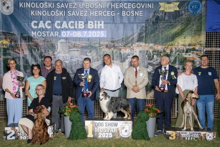 Miniature American Shepherd for sale by WINDYBRAE