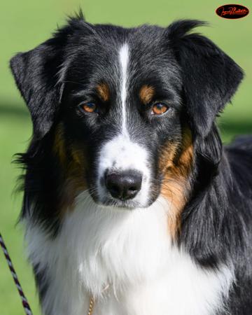 Miniature American Shepherd for sale by WINDYBRAE