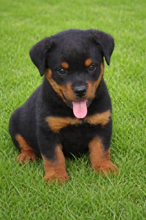 Rottweiler puppy for sale by DREISTLEIGH