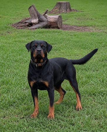 Rottweiler puppy for sale by DREISTLEIGH