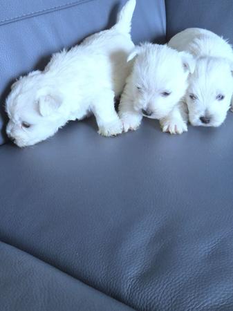 West Highland White Terrier puppy for sale by MACBRAEDLY