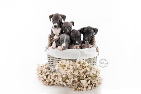 Italian Greyhound for sale by FERNTHISTLE