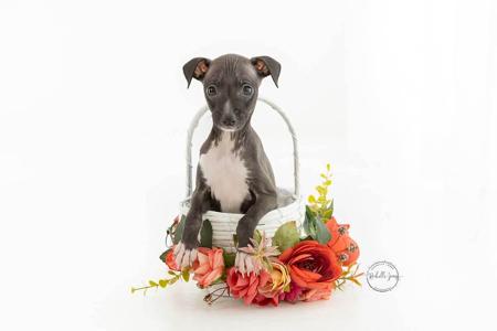 Italian Greyhound for sale by FERNTHISTLE