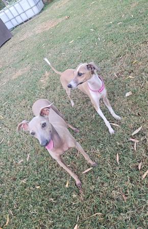 Italian Greyhound for sale by FERNTHISTLE