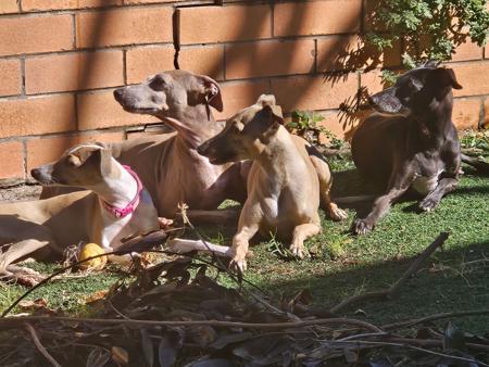 Italian Greyhound for sale by FERNTHISTLE
