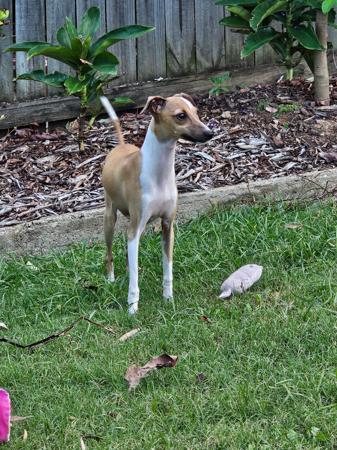 Italian Greyhound for sale by FERNTHISTLE