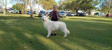 White Swiss Shepherd Dog for sale by FERNTHISTLE