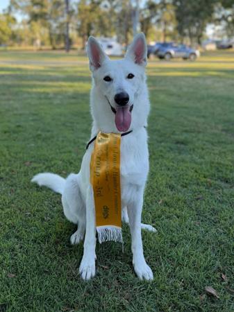White Swiss Shepherd Dog for sale by FERNTHISTLE