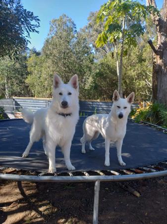 White Swiss Shepherd Dog for sale by FERNTHISTLE