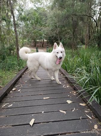 White Swiss Shepherd Dog for sale by FERNTHISTLE