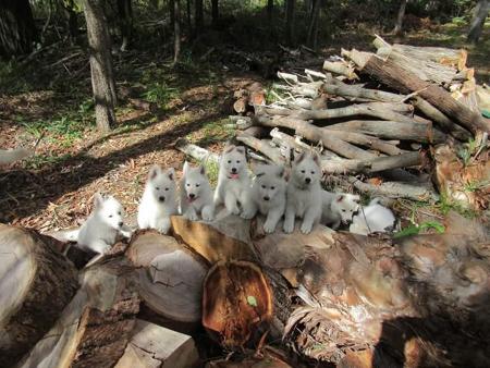 White Swiss Shepherd Dog for sale by FERNTHISTLE